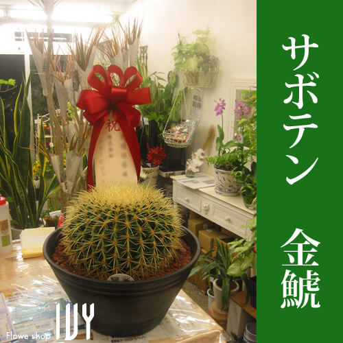 配達無料 サボテン 金鯱 新宿 花屋 Flowershopivy