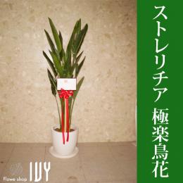配達無料】ドラセナ ドラゴンツリー / 新宿 花屋 FlowerShopIVY