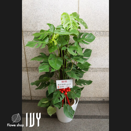 【花事例262】某インターネット関連会社様 渋谷区内 移転祝いにお届けした観葉植物