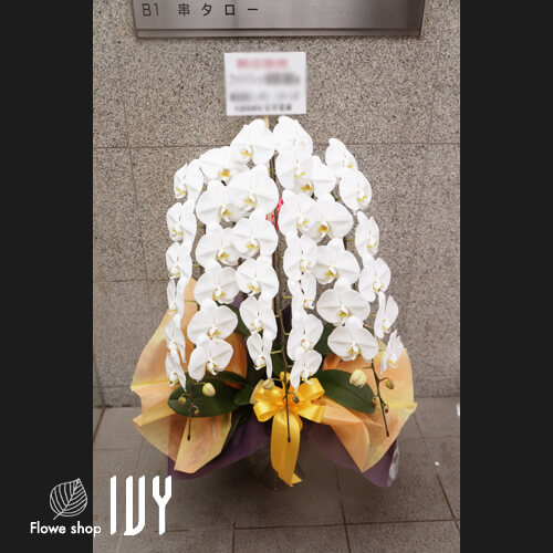 【花事例269】某フィットネスクラブ様 新宿区内 開業祝いにお届けした胡蝶蘭白三本立ち