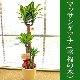 配達無料】ドラセナ ドラゴンツリー / 新宿 花屋 FlowerShopIVY