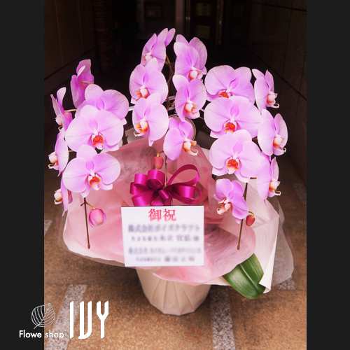 【花事例297】某製薬会社様 東京都中央区内 ご就任祝いにお届けした胡蝶蘭3本立ちピンク