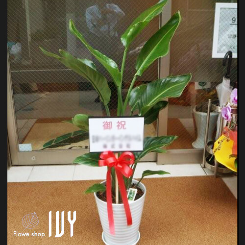 【花事例201】某内科クリニック様 新宿区内 開店祝いにお届けした観葉植物ストレリチア