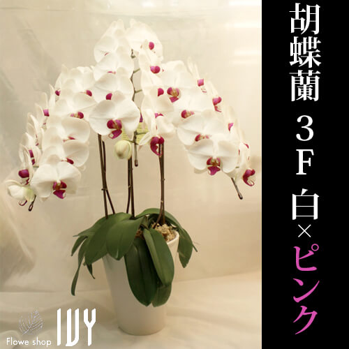 舞台楽屋花OR008 胡蝶蘭　3F　白×ピンク