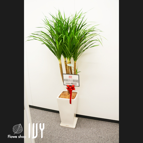 【花事例298】某出版会社様 文京区内 移転祝いにお届けした観葉植物ドラセナ ドラゴンツリー