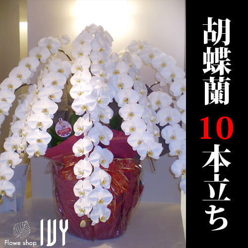 開店祝いOR001 胡蝶蘭10本立ち 白