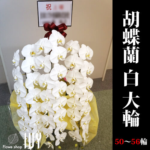 舞台楽屋花OR002 胡蝶蘭 白 大輪 50～56輪